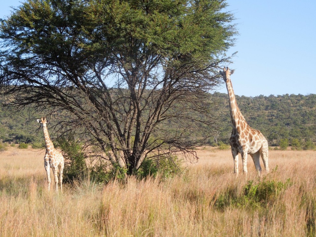 Giraffen-Mama mit ihrem Baby