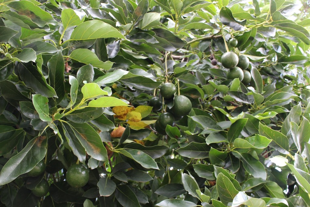 Avocadobaum 