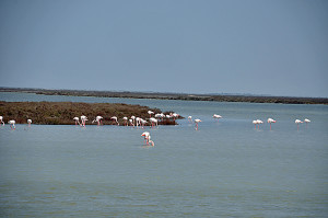 Flamingos in der Carmargue