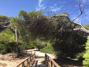 Naturschutzgebiet in Alcudia
