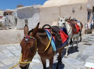 Maultiere Santorini - Donkey Santorini - Donkey Greece - Miss Phiaselle - Donkey Tour Santorin - Maultier - Reiseblog - Tipps für Santorini