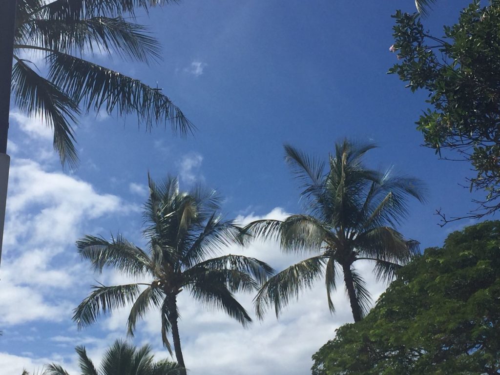 Palmtrees - Maui - Hawaii - Travelblog