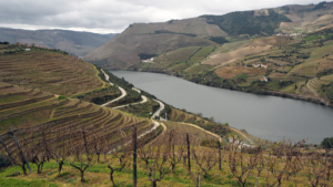 douro tal weinreben