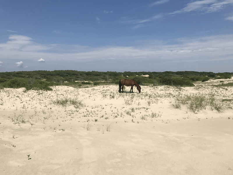 Outer-Banks-North-Carolina-Wild-Horses-of-Corolla