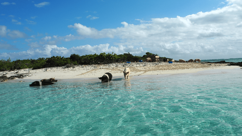 reisetipps-exuma-islands-bahamas-pig-island