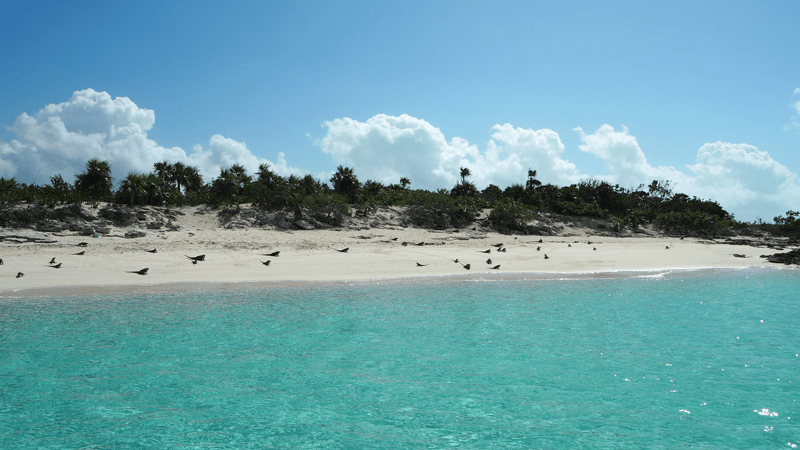 reisetipps-exumas-bahamas-iguana-island-blue-water