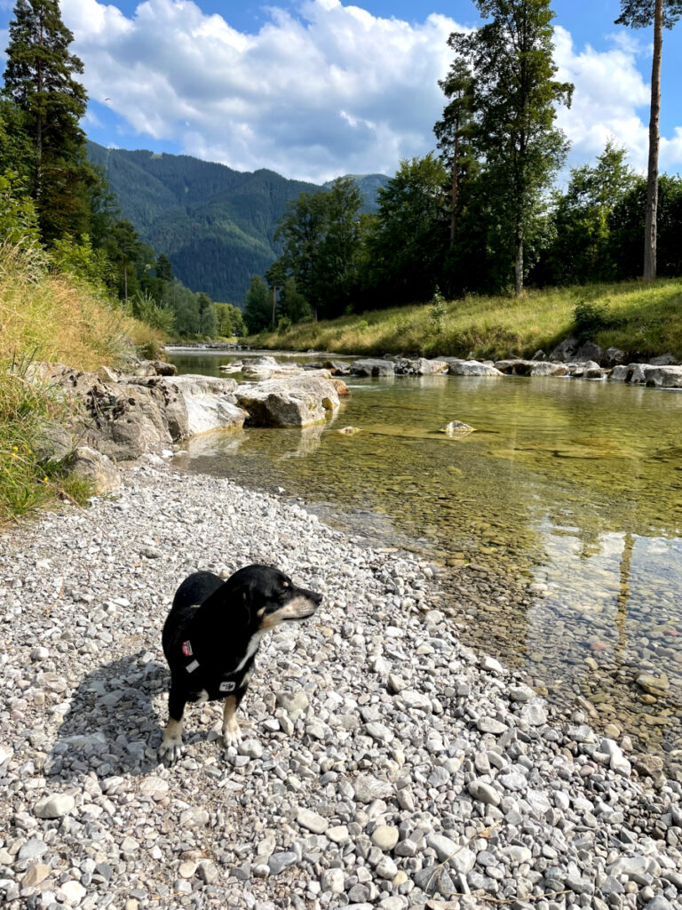 Urlaub mit Hund am Tegernsee